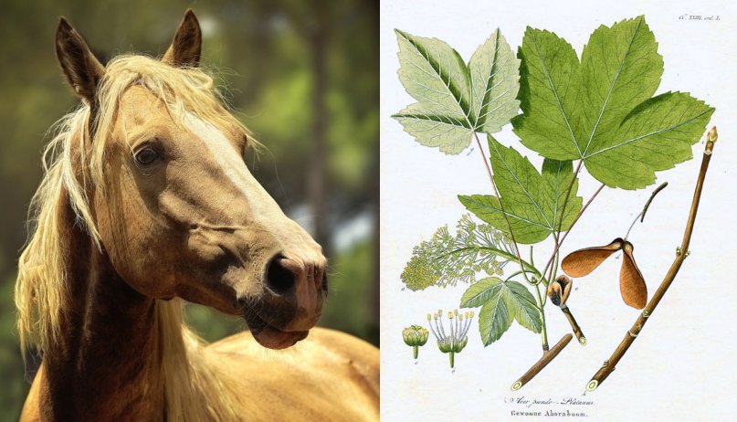 horse owners beware this tree could kill your horse  good