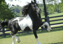 black tobiano Baroque Pinto or Barock Pinto stallion Dream Gait's Bizkit trotting. Photo from USEF archive.