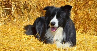 Black and white Border Collie lying on straw