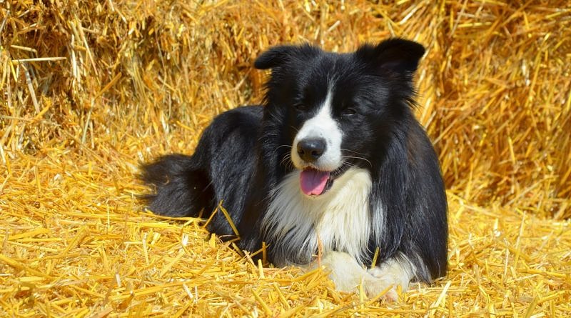 Black and white Border Collie lying on straw