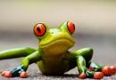 picture of a funny-looking tree frog, bright green with orange eyes and toes