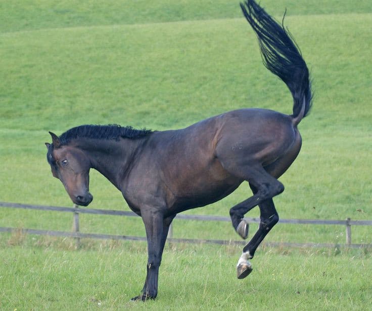 Introduction to Evolution Part 3 How understanding evolution can