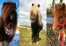 Pony posse: the cutest gang in town!