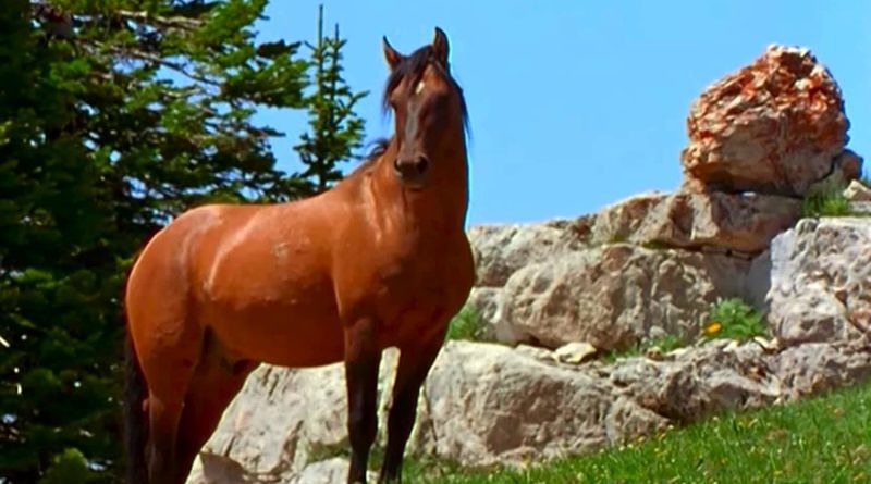 Looking Glass, the Mustang stallion featured in Cloud: Wild Stallion of the Rockies. Bay Mustang standing on slope.