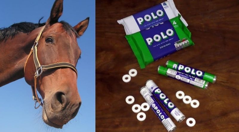 Split image with bay horse head looking down on a blue background on the left and a collection of Polo original and sugar-free Polo multipacks, tubes and individual mints on a wood background on the right