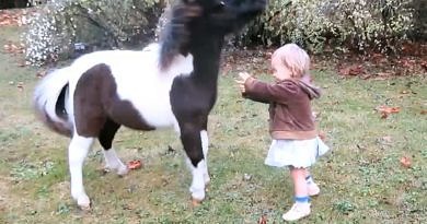 Small tobiano pony startled by toddler