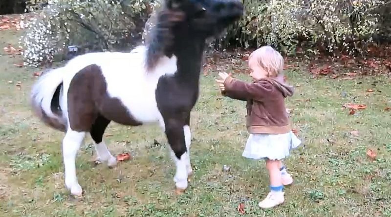 Small tobiano pony startled by toddler