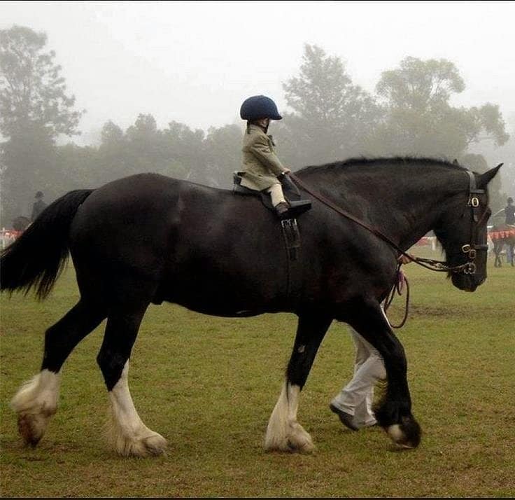 Should children learn to ride on horses or ponies? - Good Horse