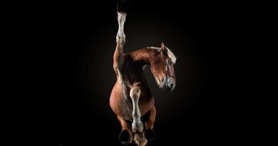 underlook under-horse photo