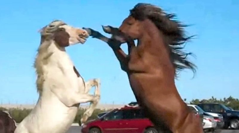 Two wild Chincoteague pony stallions on Assateague island in a parking lot tussling with each other. Still from video.