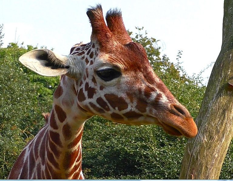 Help! My horse thinks he's a giraffe! Good Horse