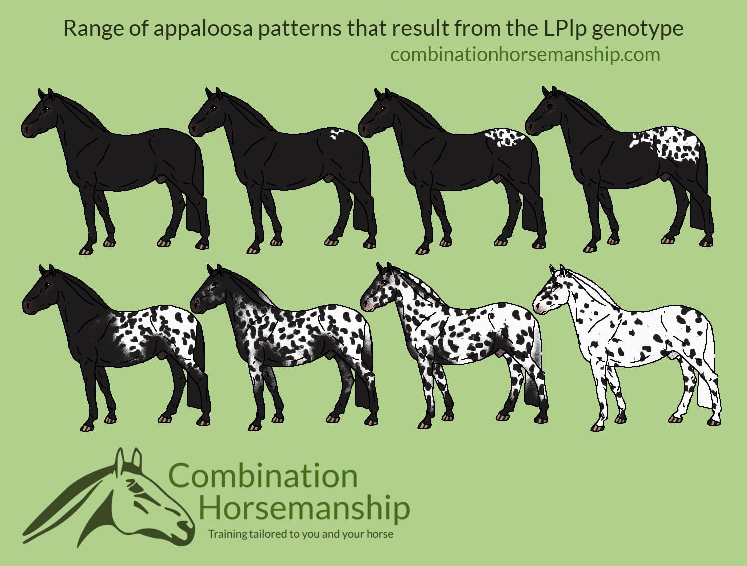 Introduction to Appaloosa Patterns & Good Horse