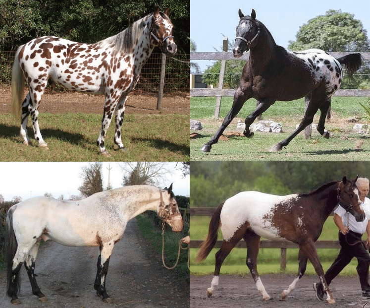 Introduction to Appaloosa Patterns & Good Horse