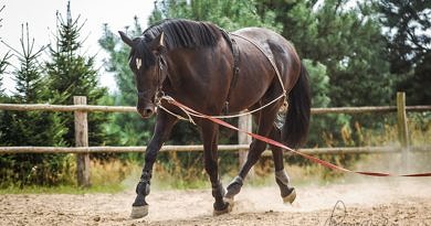 horse being lunged with gadget