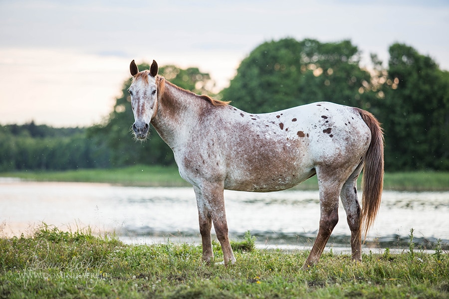 Introduction to: Appaloosa Patterns & Genetics - Good Horse