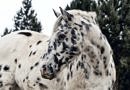 leopard spotted appaloosa pattern horse