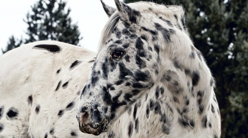 leopard spotted appaloosa pattern horse