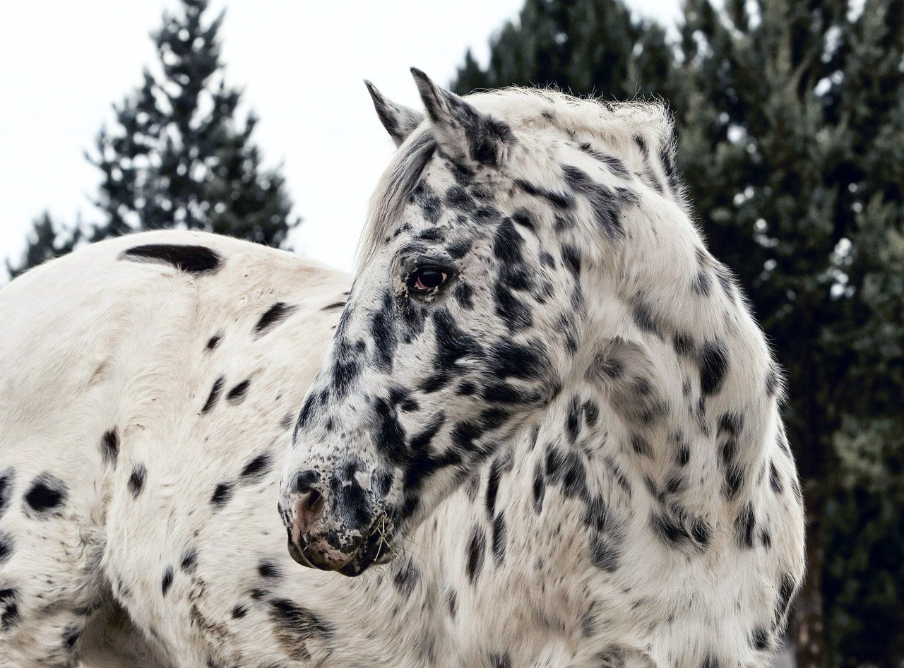 Spotting the Difference: There is more to Appaloosa horses than their coats