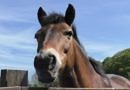 an exmoor pony's face with a blue sky behind