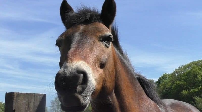 an exmoor pony's face with a blue sky behind