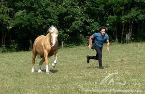 palomino welsh cob canter at liberty