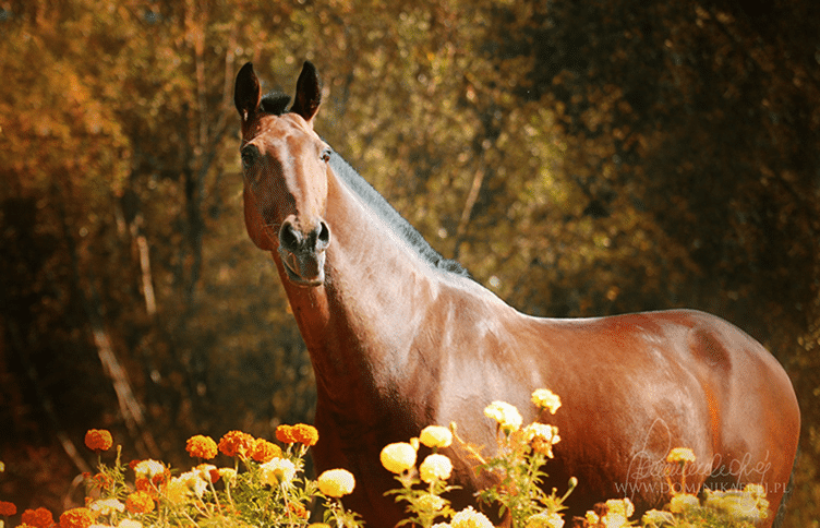 Лошадьми добавить. Horses good for what?.