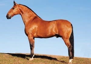Bay Campolina horse
