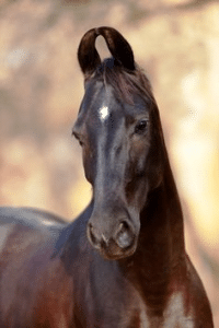 A Marwari horse with curly ears.