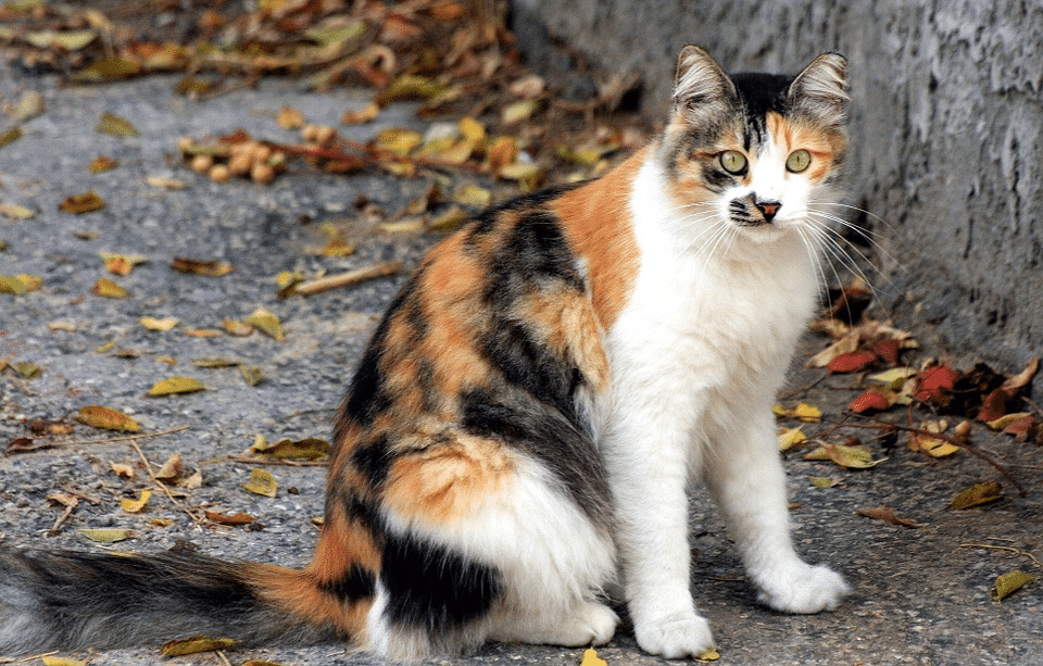 Introduction to Genetics, Case Study 1: Tortoiseshell cat colour - Good ...