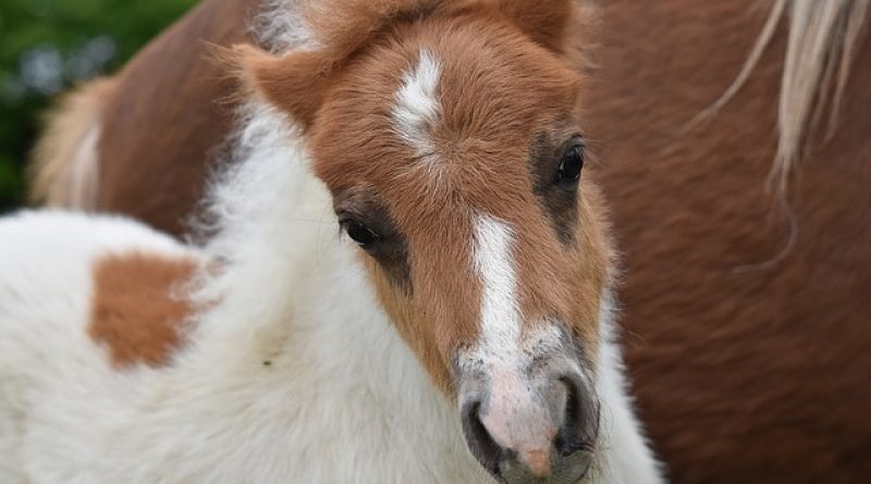 chestnut pony foal with white markings