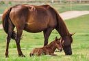 a chestnut mare standing next to her foal