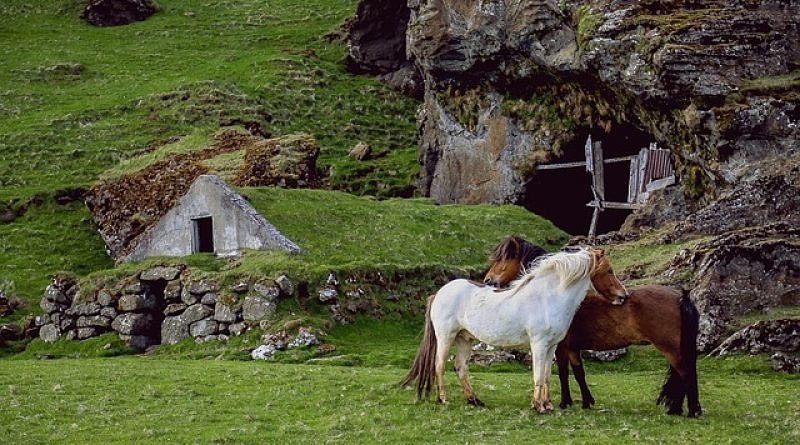 Chestnut tobiano and bay ponies mutually grooming in a green pasture in front of a stone building