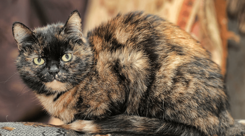 Introduction to Genetics, Case Study 1: Tortoiseshell cat colour