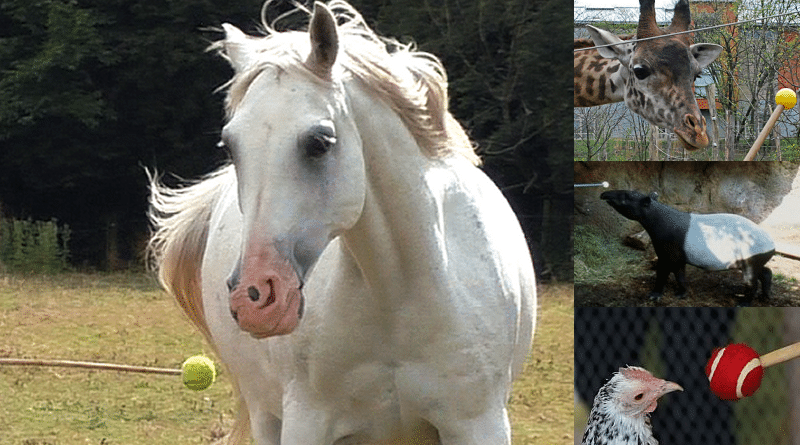 grey Arabian horse target training, tapir, chicken, giraffe