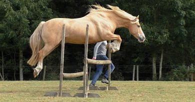 Palomino Welsh Cob Section D liberty jumping oxer