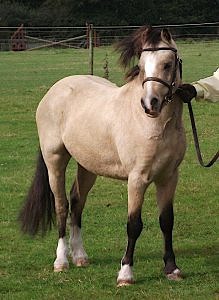 a buckskin welsh pony