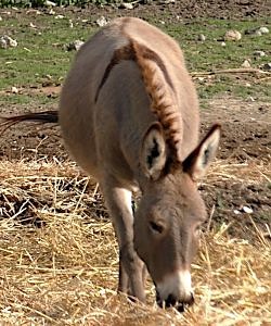 cyprus donkey showing dorsal stripe primitive markings