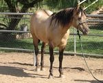 What is the difference between a dun and a buckskin? - Good Horse