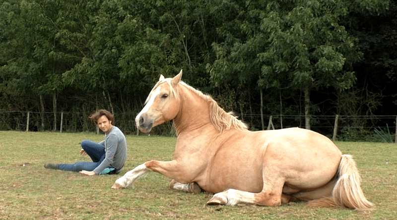 palomino welsh cob lying down in grass field with man
