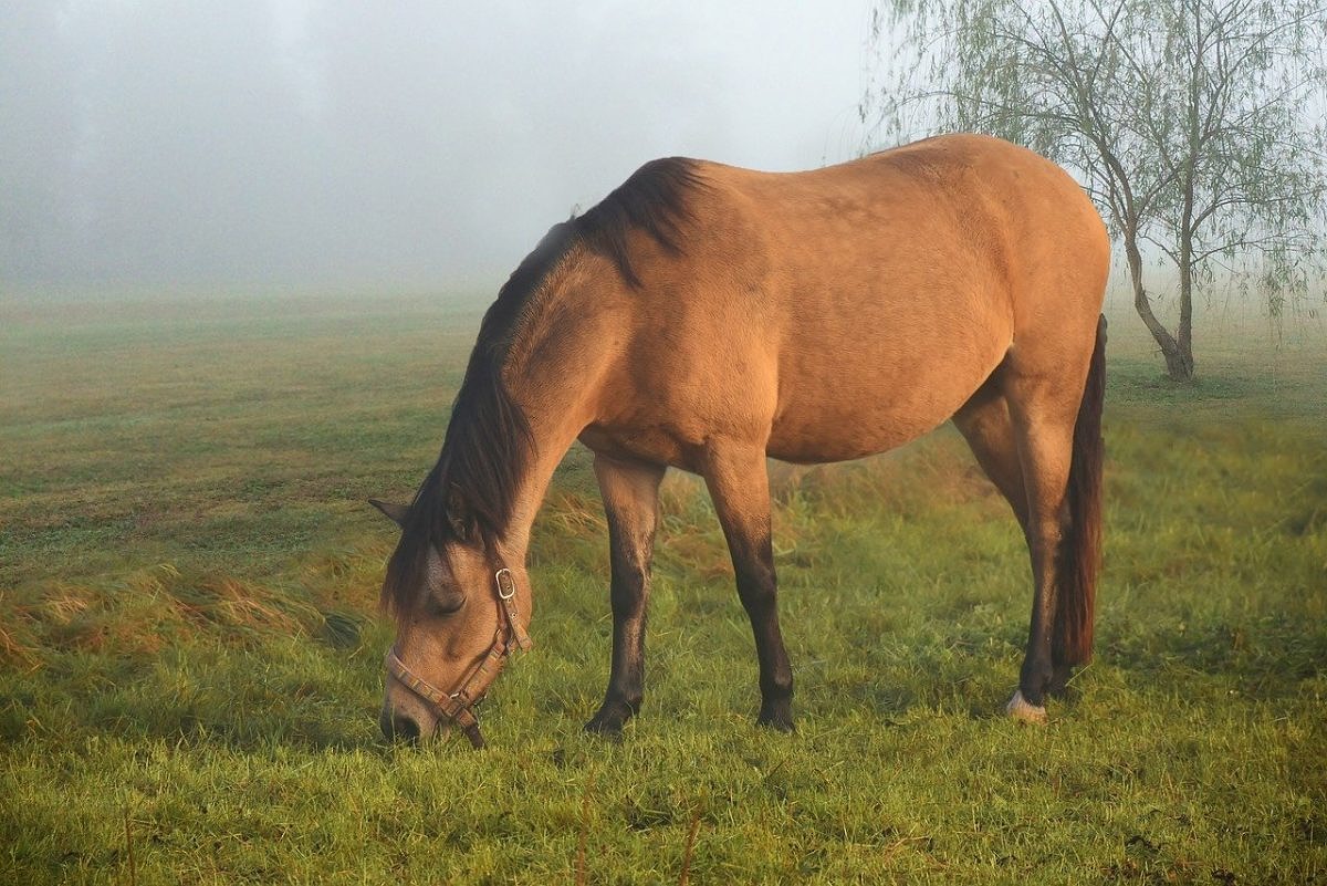 chestnut dun horse