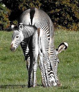 zebra mare and foal aligned from behind