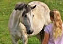 grey horse and girl looking at each other