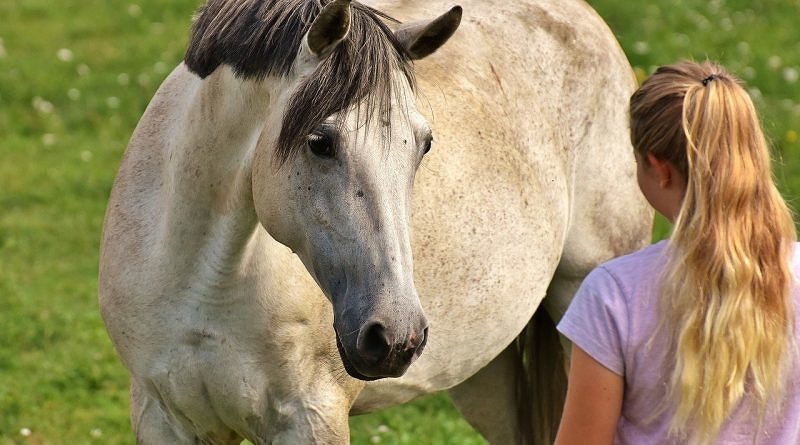 grey horse and girl looking at each other