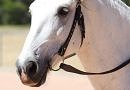 grey horse without a noseband