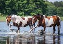 beautiful pinto horses splashing in a lake