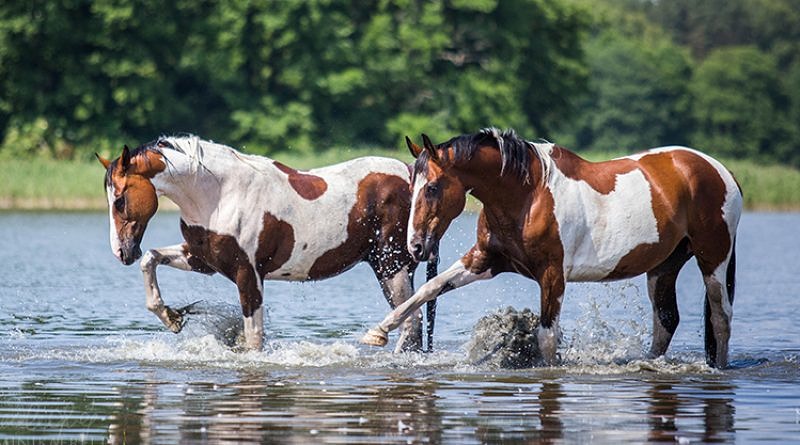 beautiful pinto horses splashing in a lake