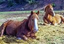 Two chestnut horses lying down in a field by the remains of a hay bale