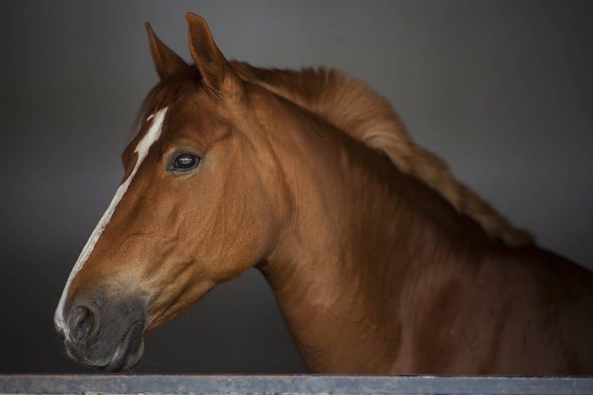 What Does It Mean For A Horse To Have Learned Helplessness Good Horse