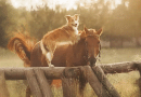 border collie type dog on fence leaning on horse in western headstall