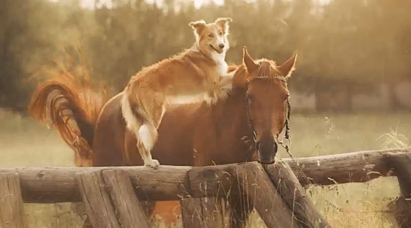 border collie type dog on fence leaning on horse in western headstall